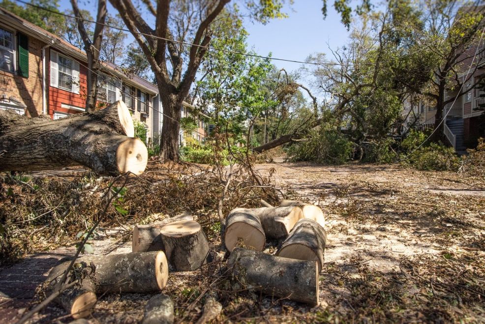 Affordable Huge Tree Stump Removal in Marietta, GA