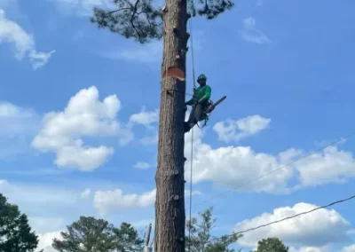 Affordable Tree Service