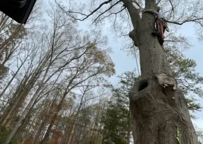 Tree Removal