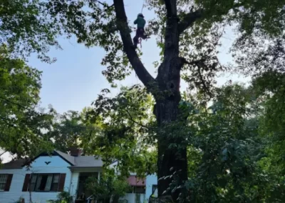 Tree Service