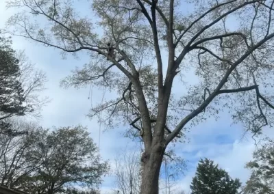 Tree Trimming Service