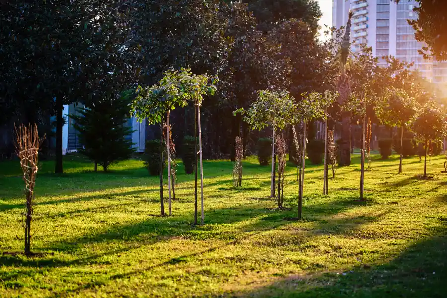 Tree Service Marietta, GA